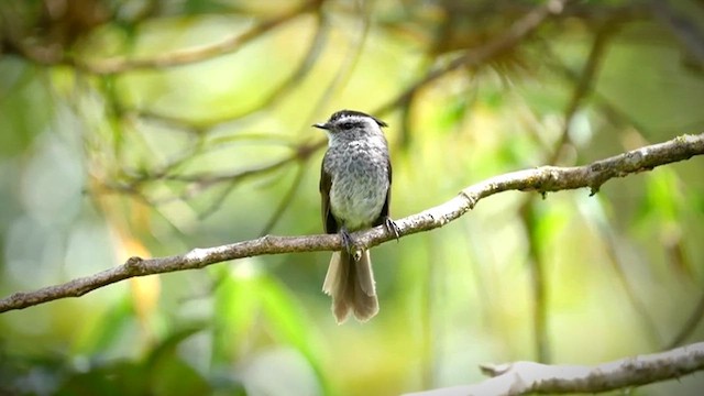 Unstreaked Tit-Tyrant - ML624139255