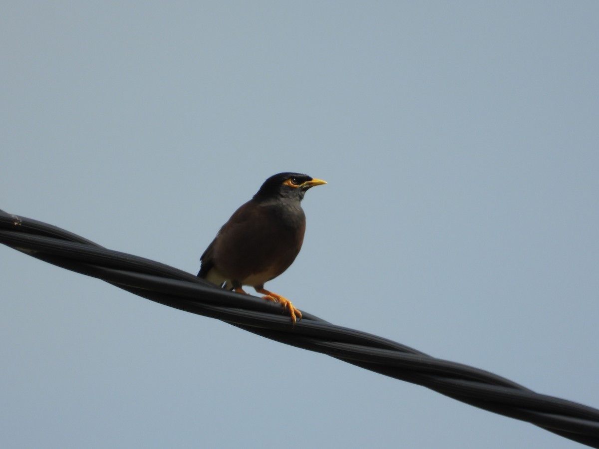 Common Myna - ML624139256