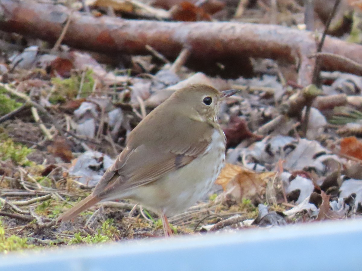 Hermit Thrush - ML624139257