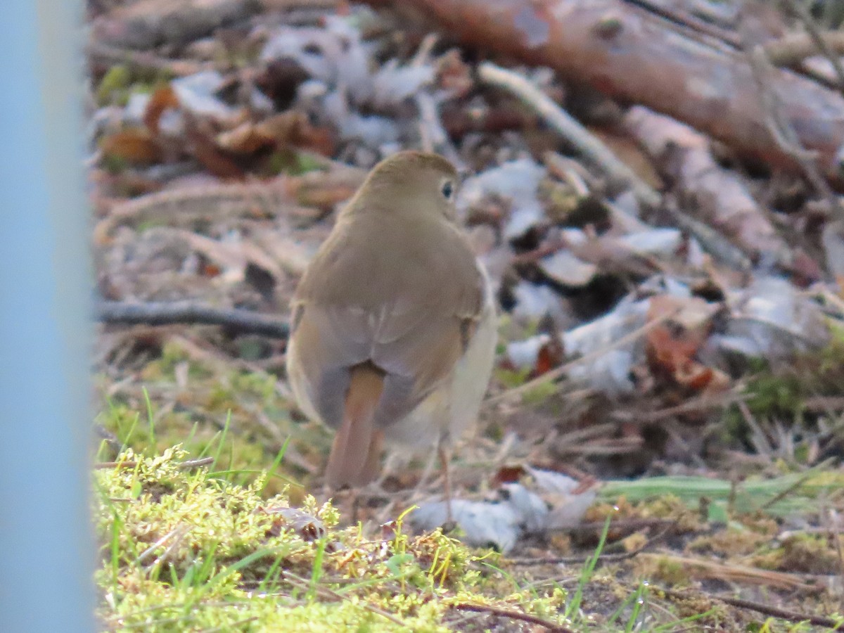 Hermit Thrush - ML624139258