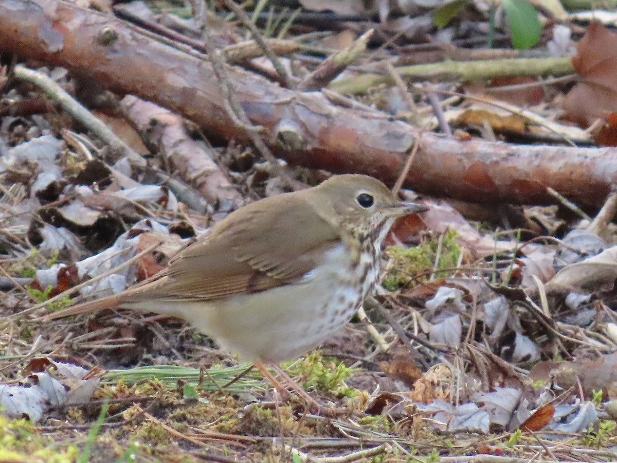 Hermit Thrush - ML624139259