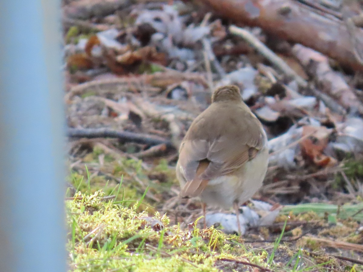 Hermit Thrush - ML624139260