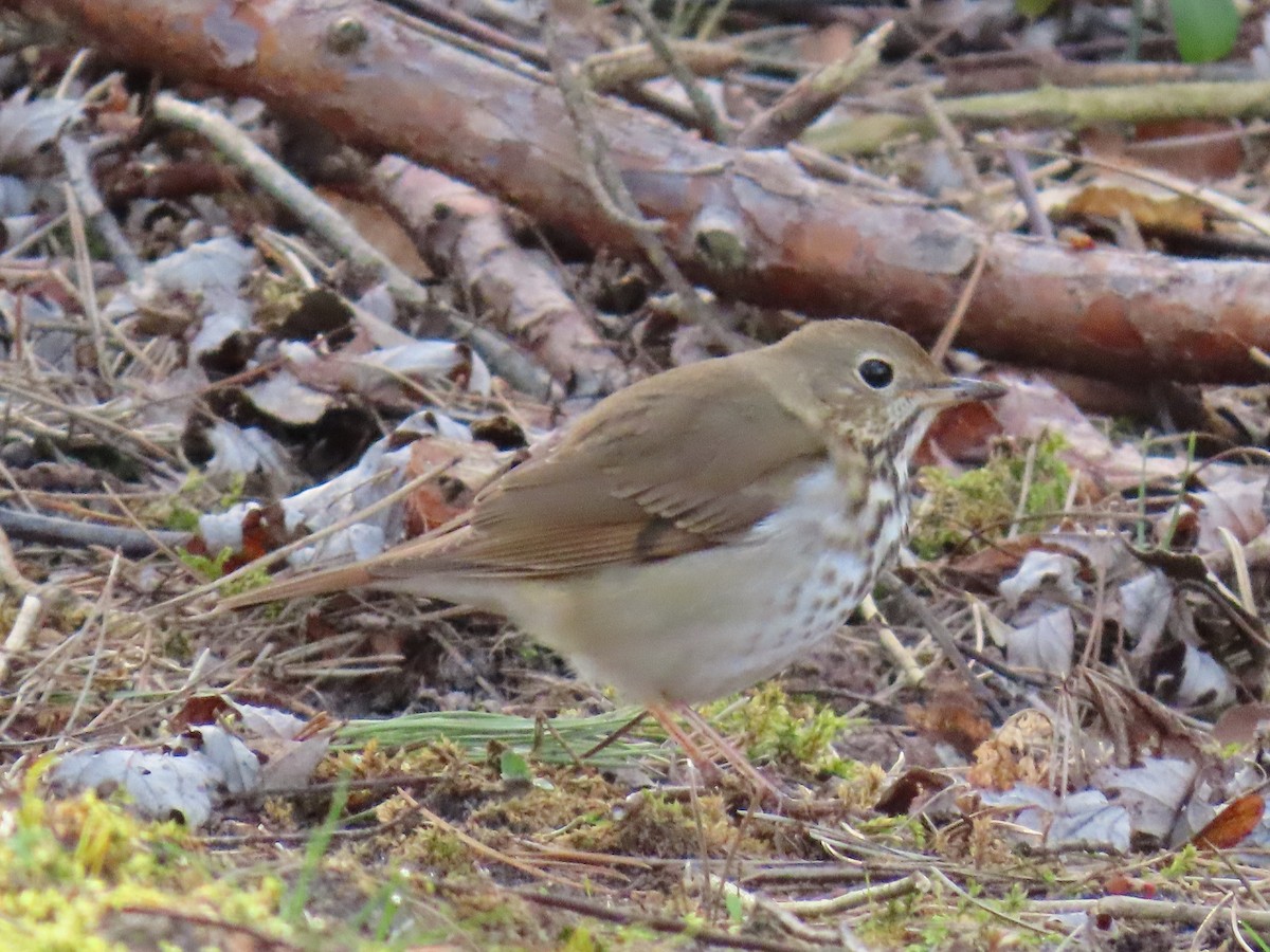 Hermit Thrush - ML624139261