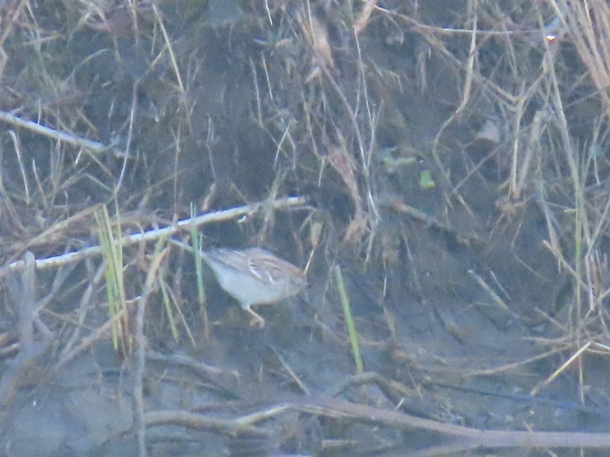 Field Sparrow - Nelson Contardo