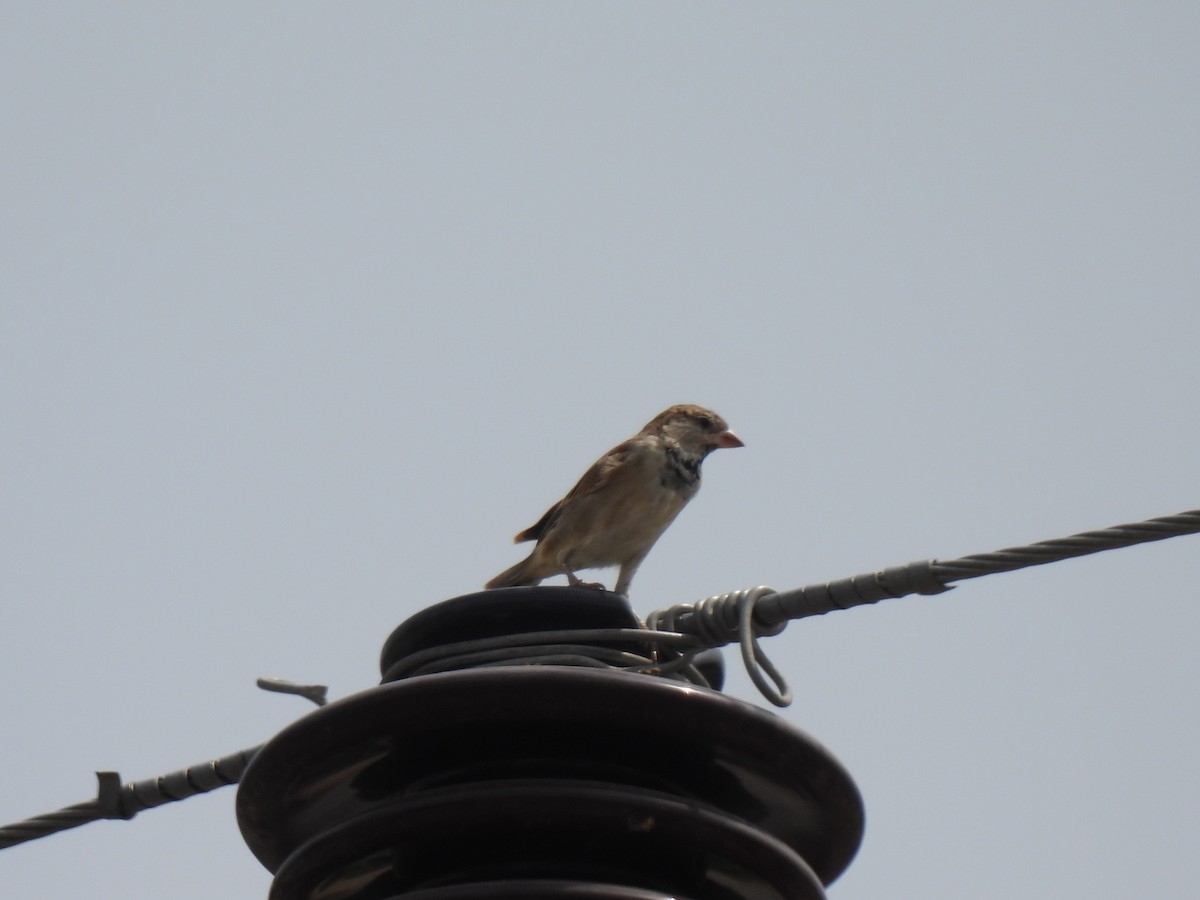 Moineau domestique - ML624139288