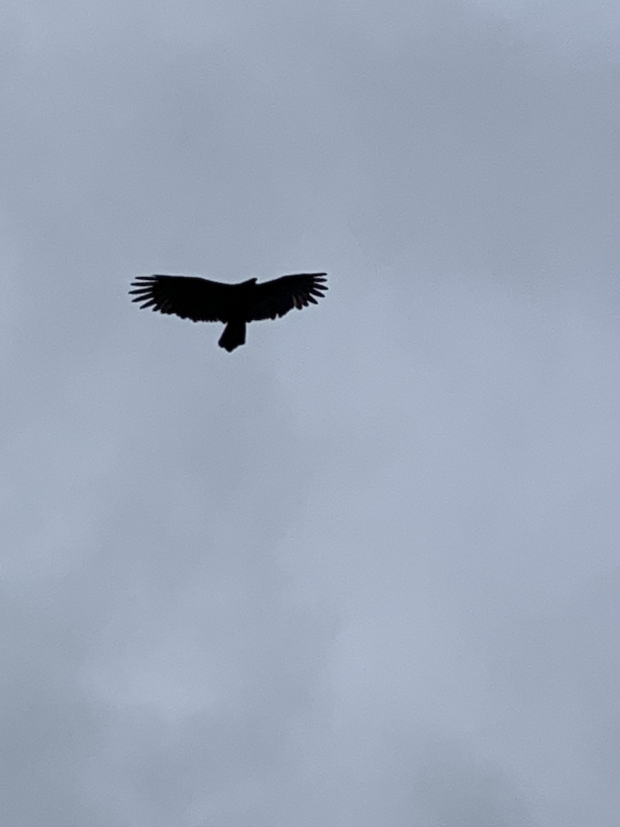 Turkey Vulture - ML624139290