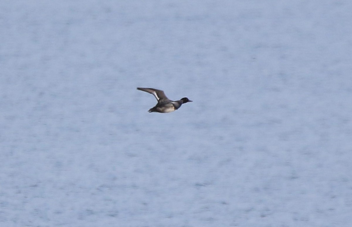 Lesser Scaup - ML624139294