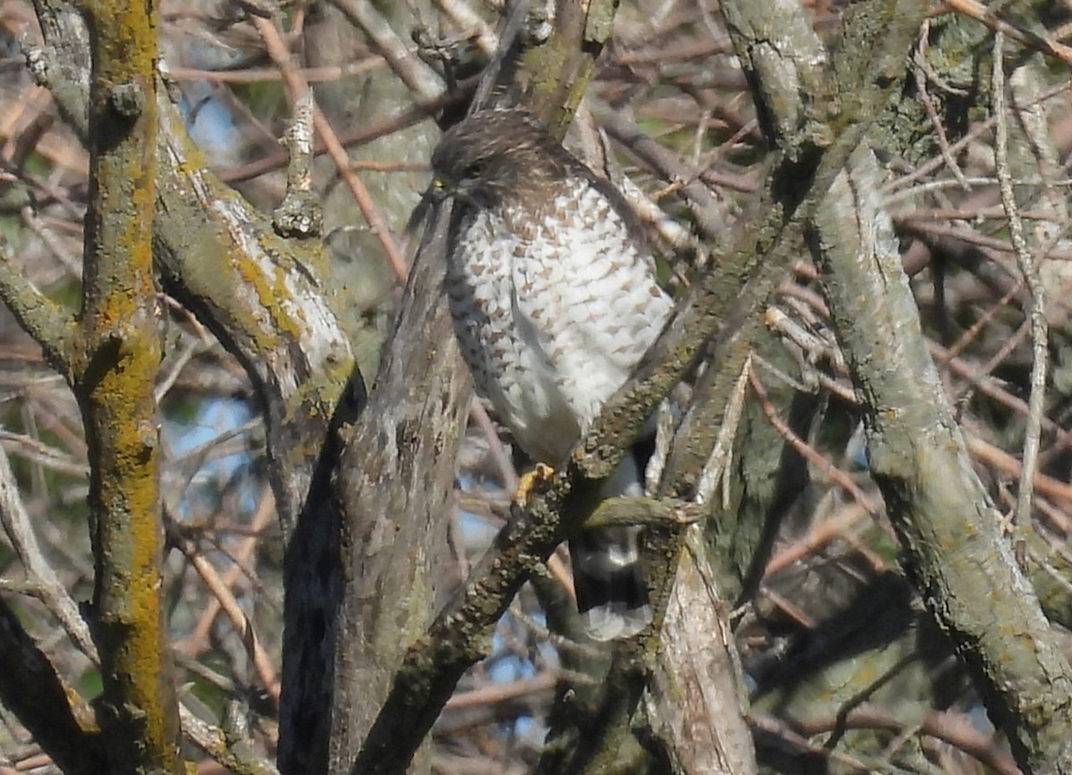 Cooper's Hawk - Clayton Will