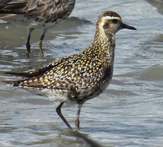 Chorlito Dorado Siberiano - ML624139296