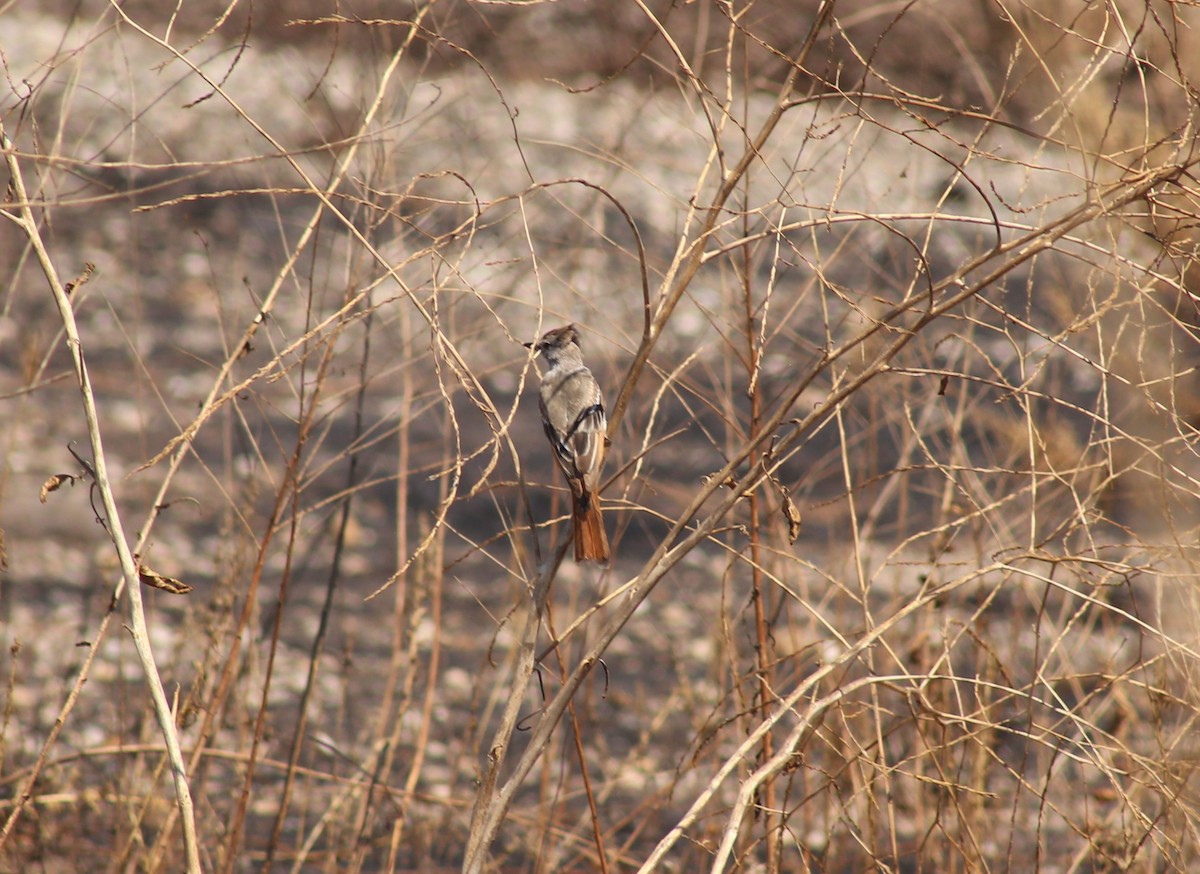 Ash-throated Flycatcher - ML624139298