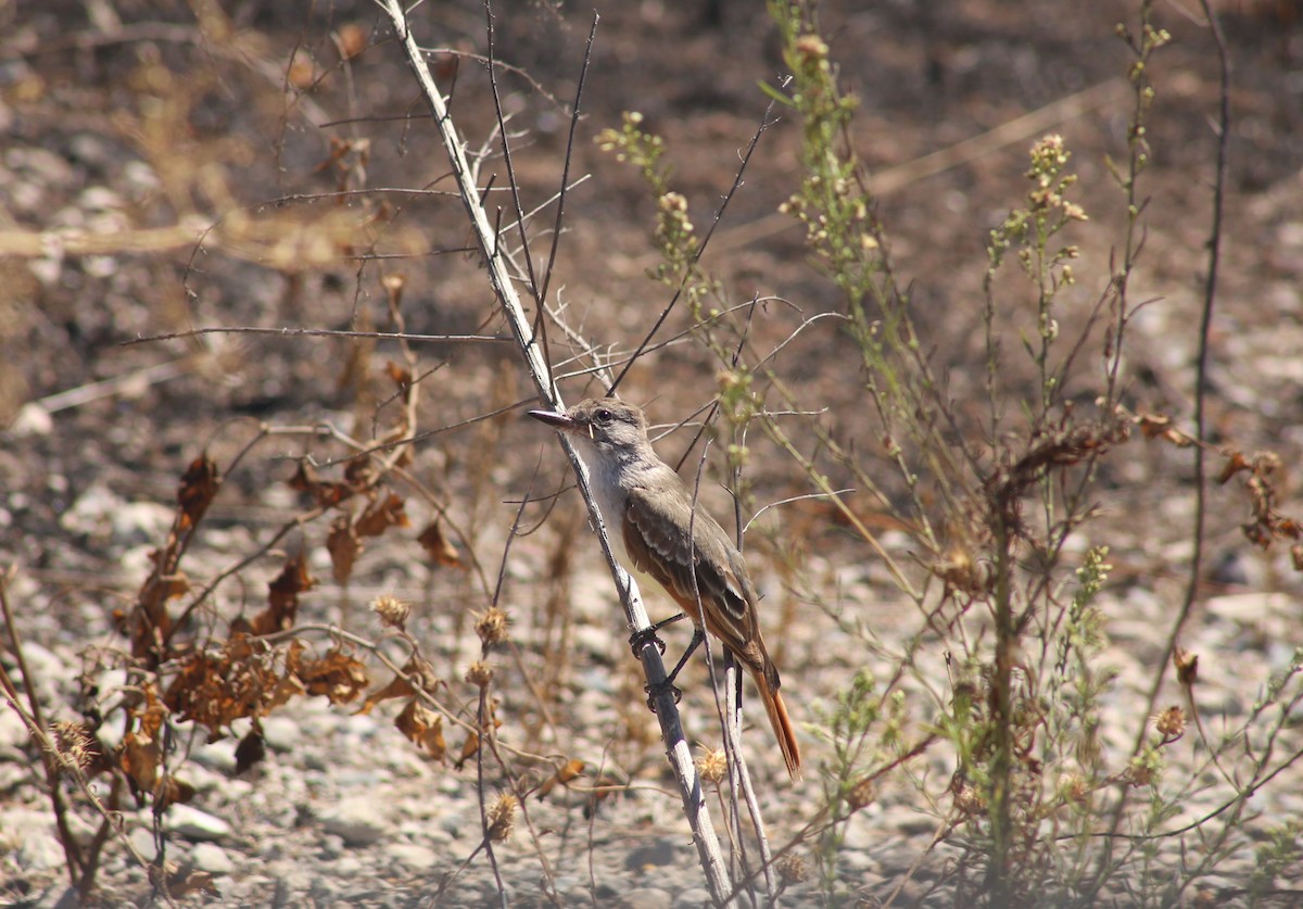 Ash-throated Flycatcher - ML624139299