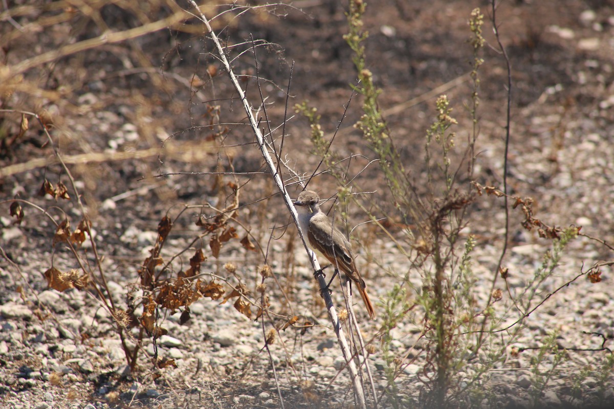 Ash-throated Flycatcher - ML624139300