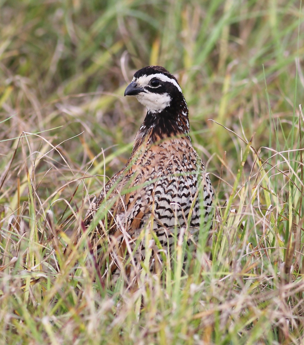 Northern Bobwhite - ML62413931