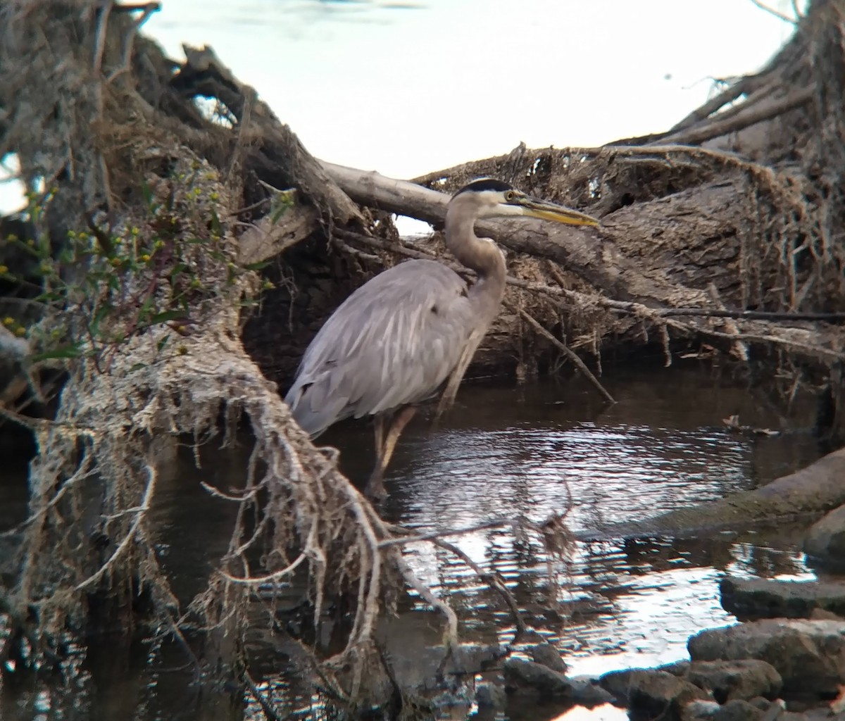 Great Blue Heron - Marek Gal