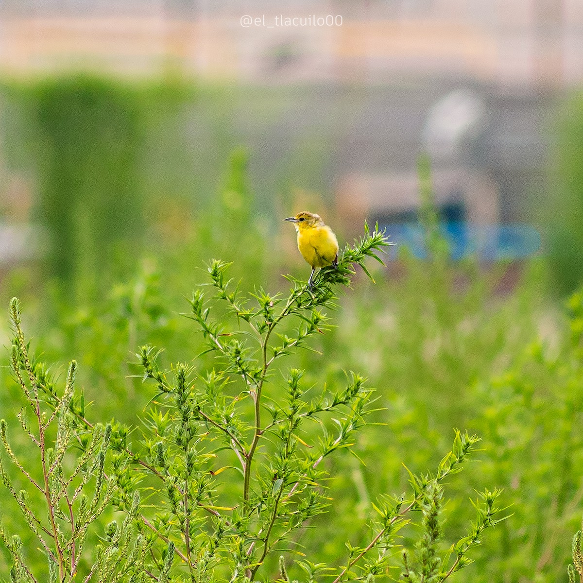 Yellow Warbler - ML624139354