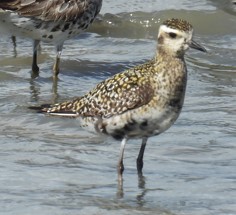 Chorlito Dorado Siberiano - ML624139368