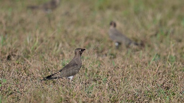 Oriental Pratincole - ML624139377