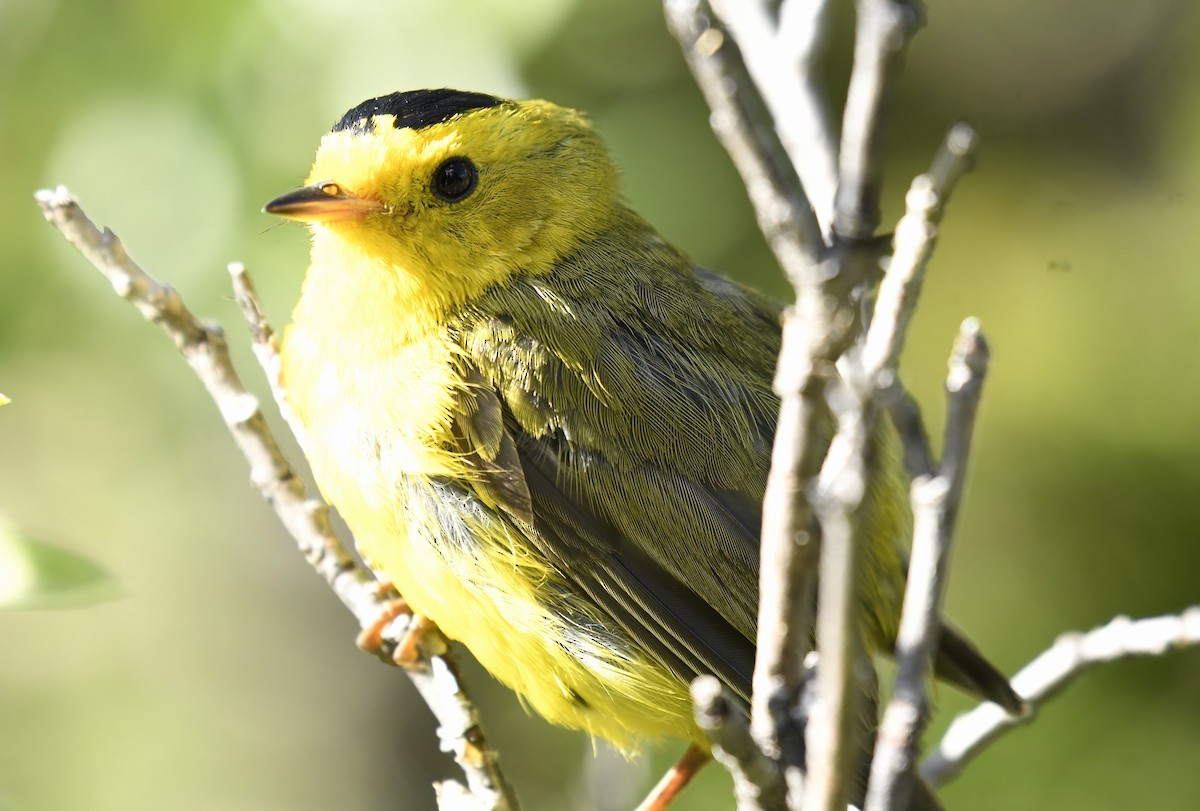 Wilson's Warbler - Jim Ward