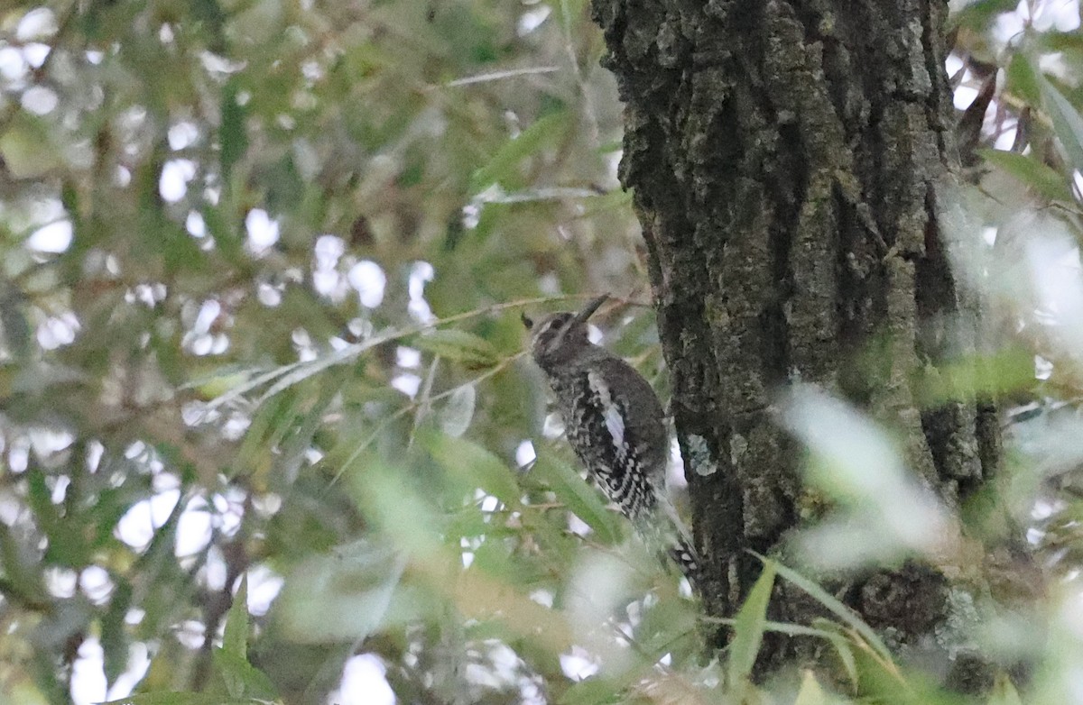 Yellow-bellied Sapsucker - ML624139411