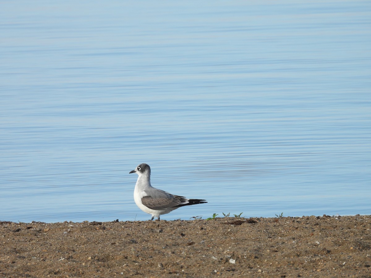 Gaviota Pipizcan - ML624139412