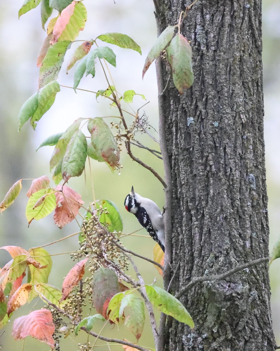 Downy Woodpecker - ML624139415