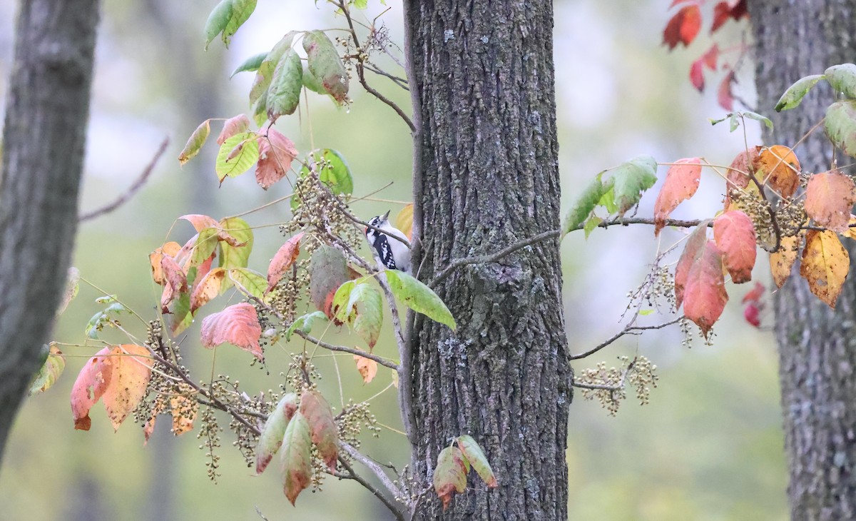 Downy Woodpecker - ML624139416