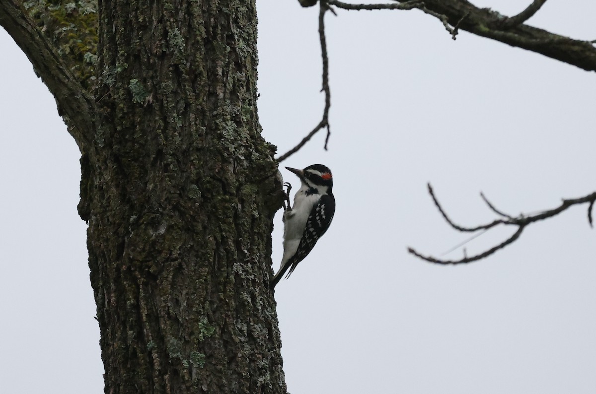 Hairy Woodpecker - ML624139420