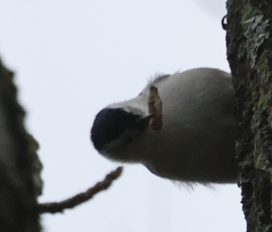 White-breasted Nuthatch - ML624139428