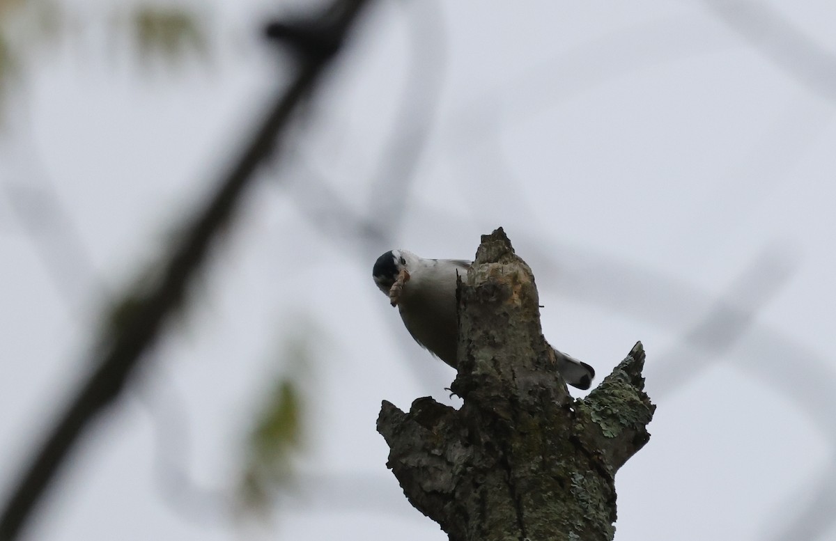 White-breasted Nuthatch - ML624139429