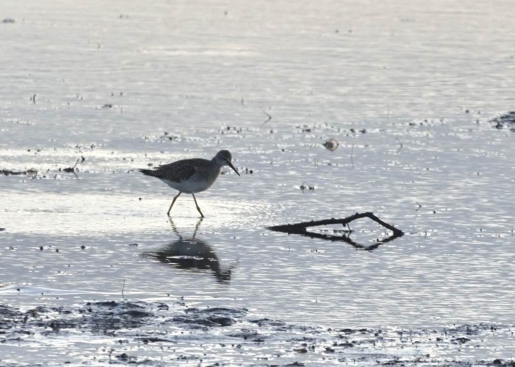 Lesser Yellowlegs - ML624139434