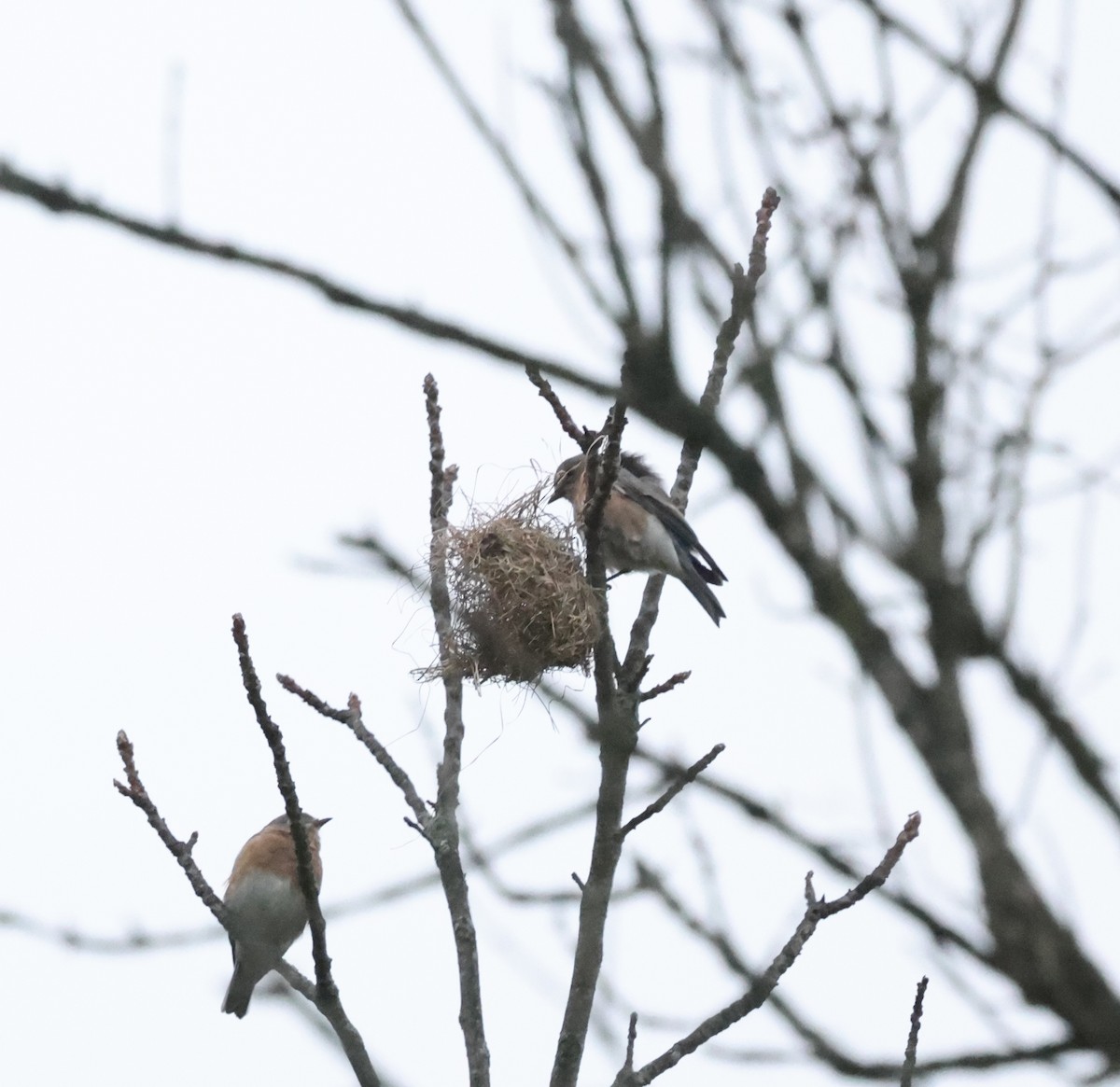 Eastern Bluebird - ML624139436