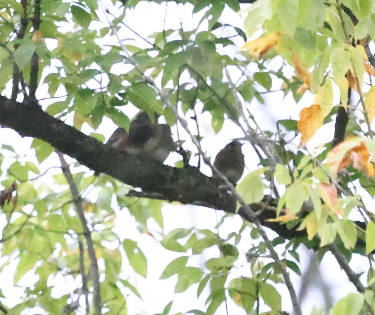 Eastern Bluebird - ML624139437