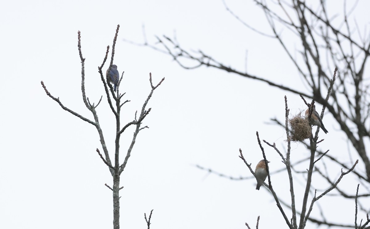 Eastern Bluebird - ML624139438