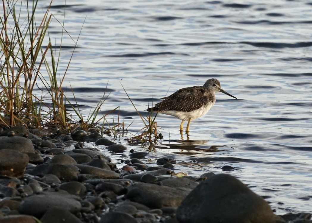 Greater Yellowlegs - ML624139441