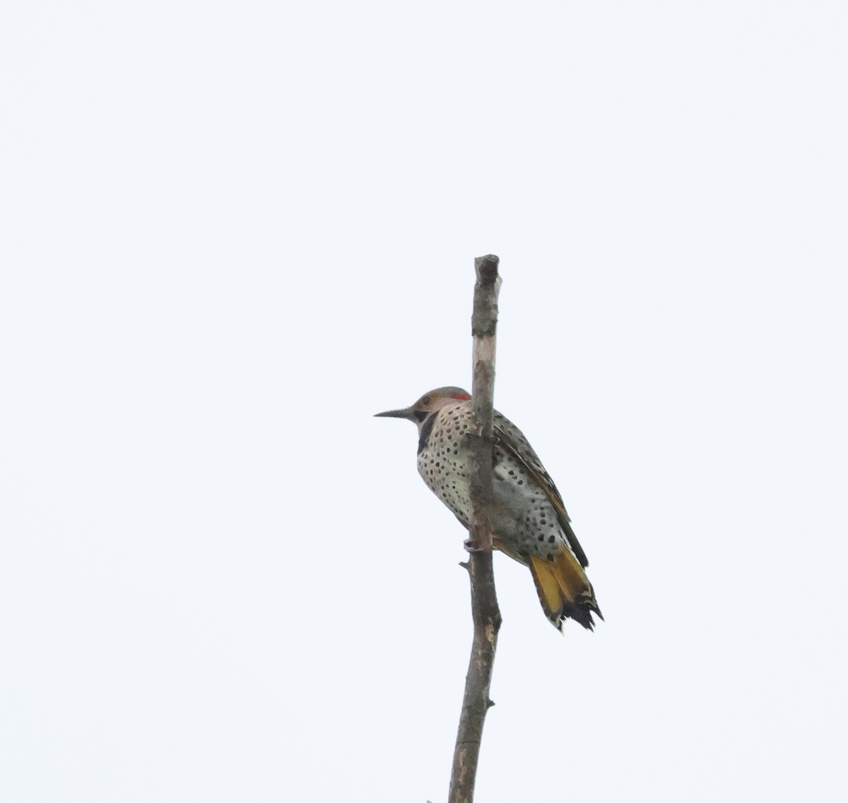 Northern Flicker - ML624139454