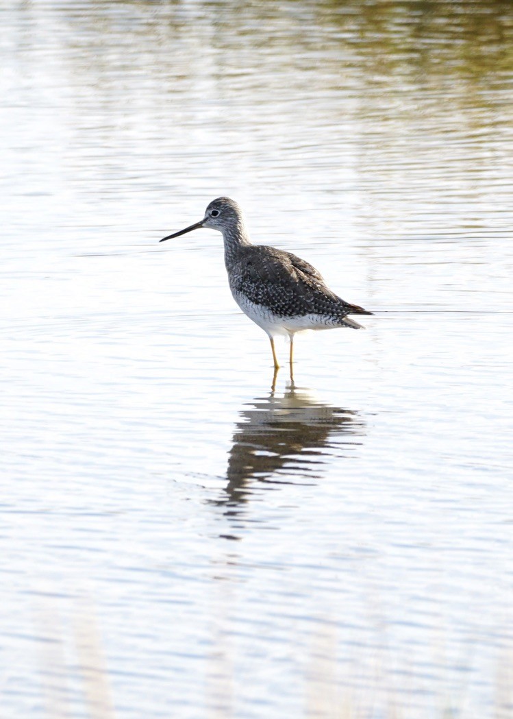 Greater Yellowlegs - ML624139469