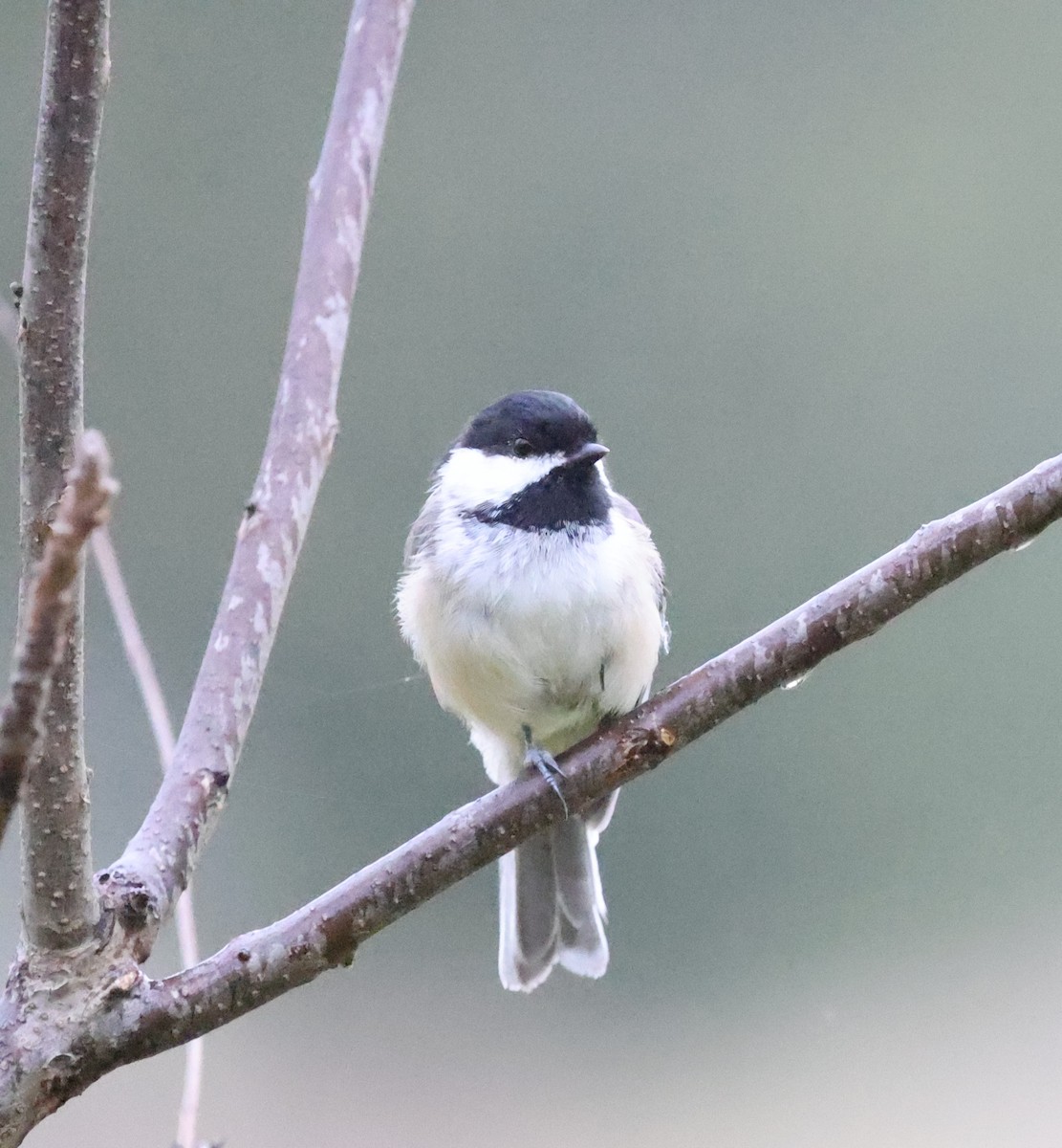 Black-capped Chickadee - ML624139470