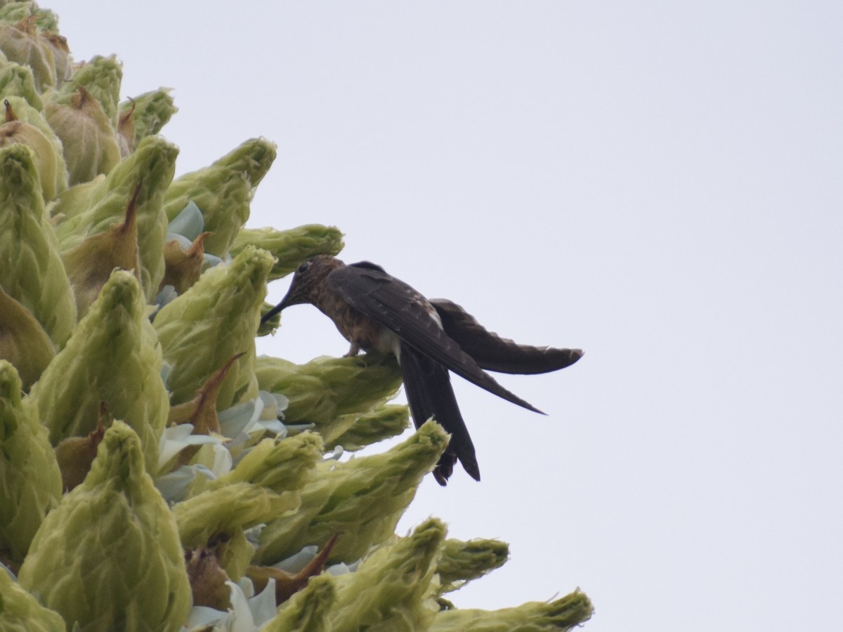 Giant Hummingbird - ML624139471