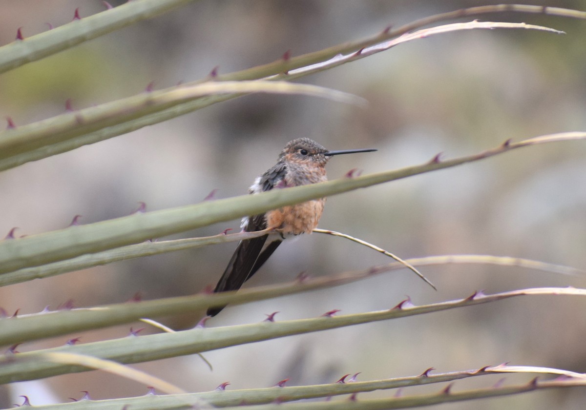 Colibri géant - ML624139472