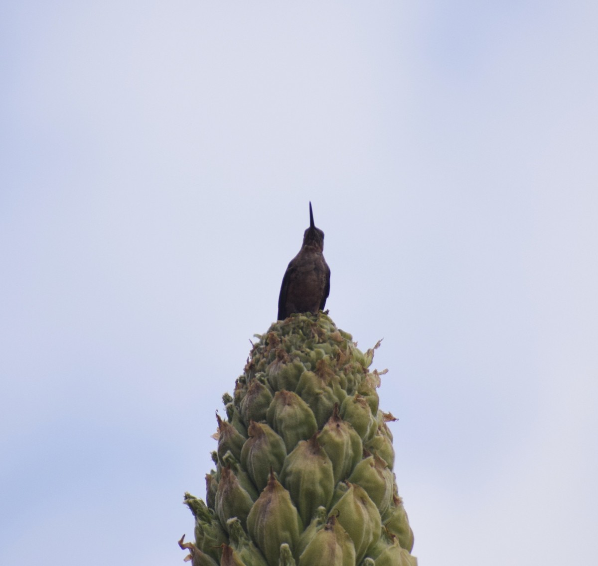 Giant Hummingbird - ML624139473