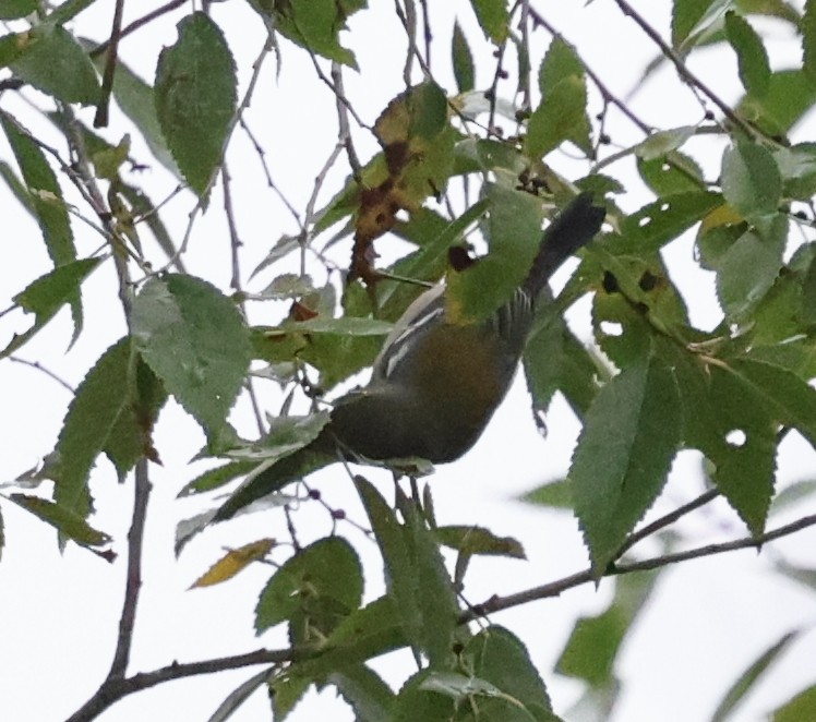 Northern Parula - ML624139489