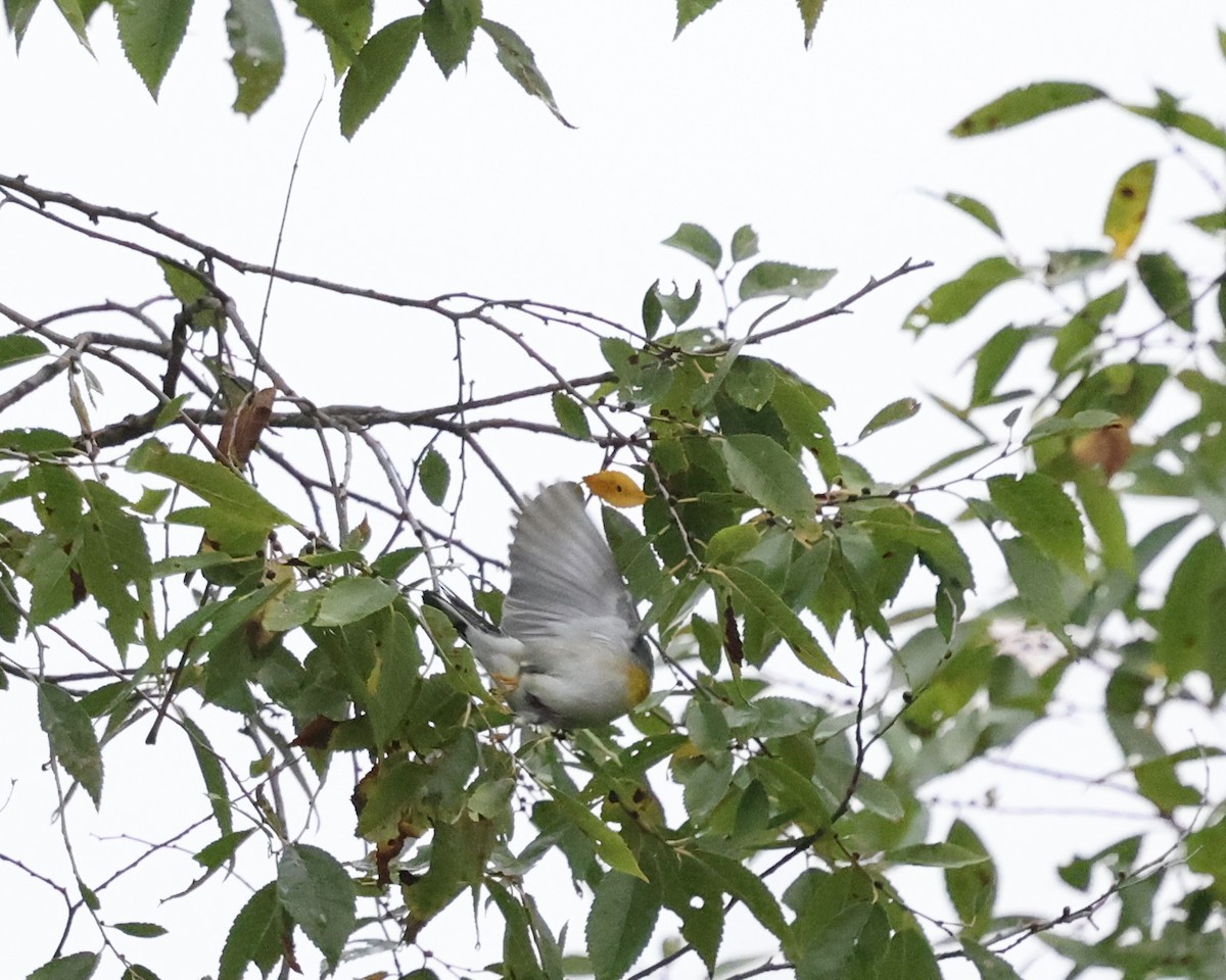 Northern Parula - ML624139490