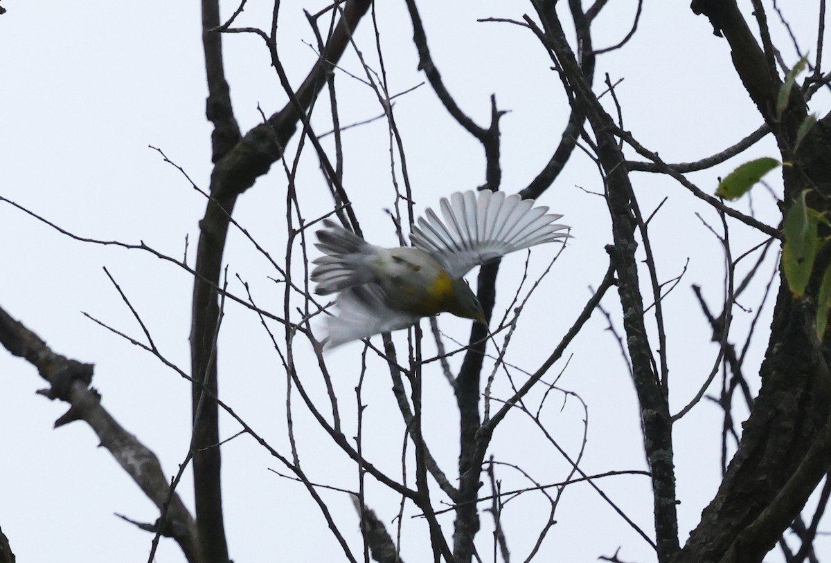 Northern Parula - ML624139491