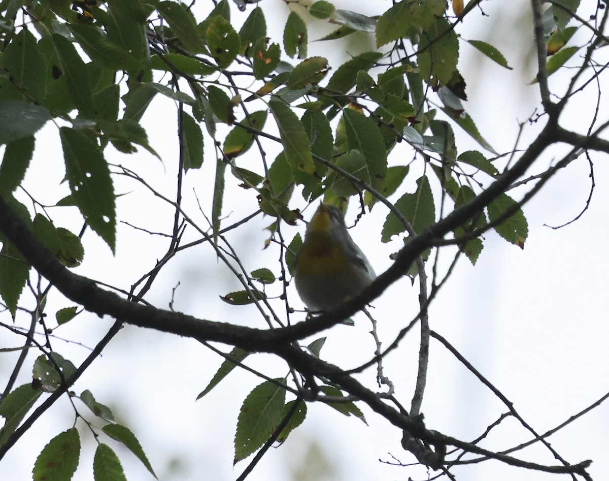 Northern Parula - ML624139492