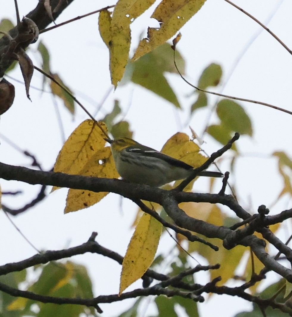 Black-throated Green Warbler - ML624139495