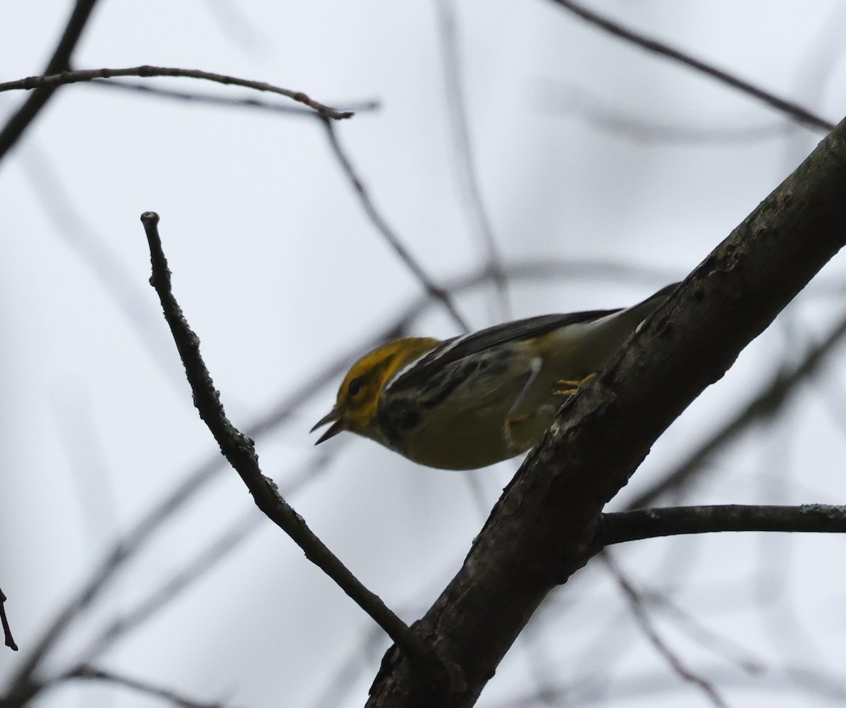 Black-throated Green Warbler - ML624139496