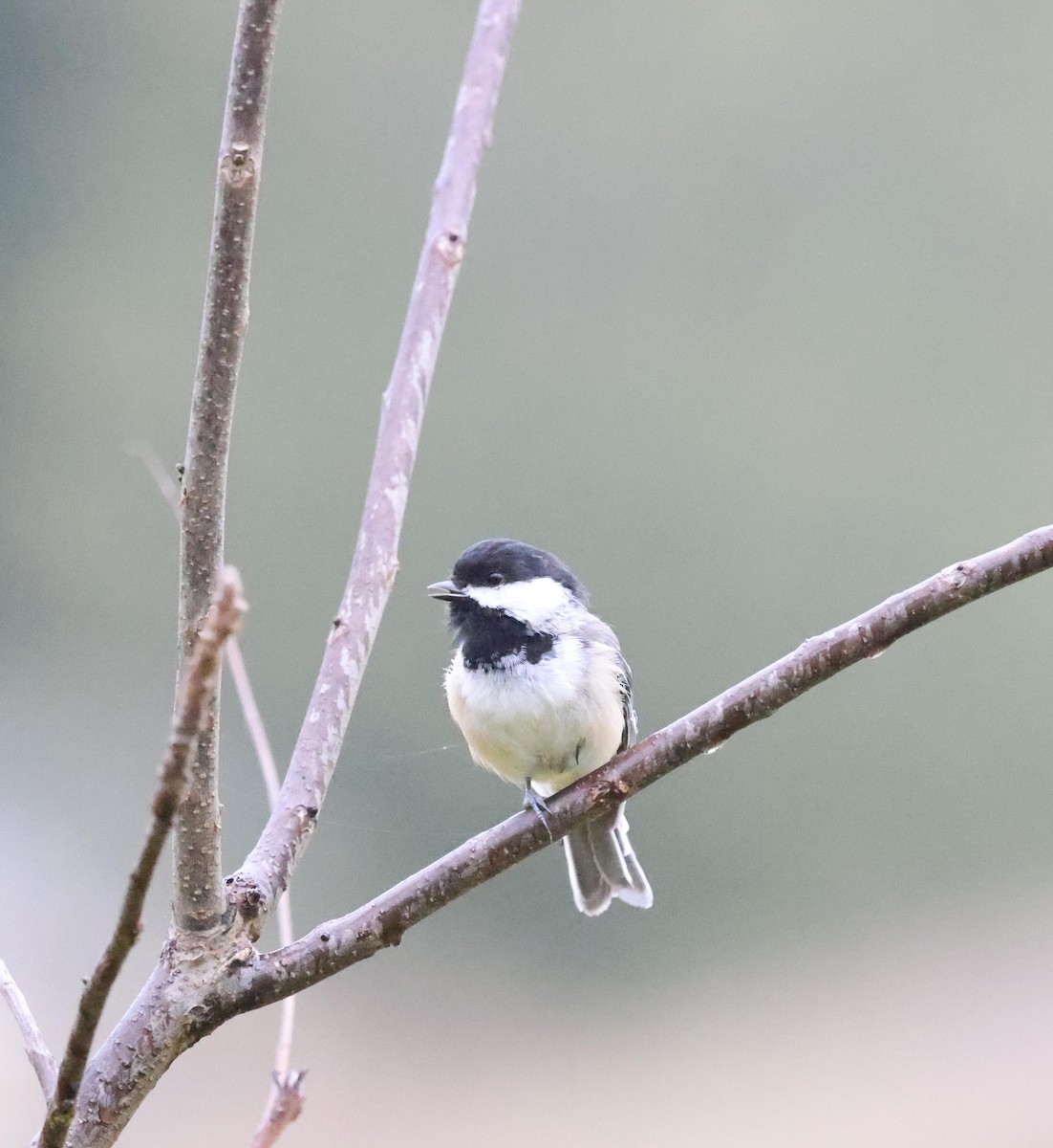 Black-capped Chickadee - ML624139499