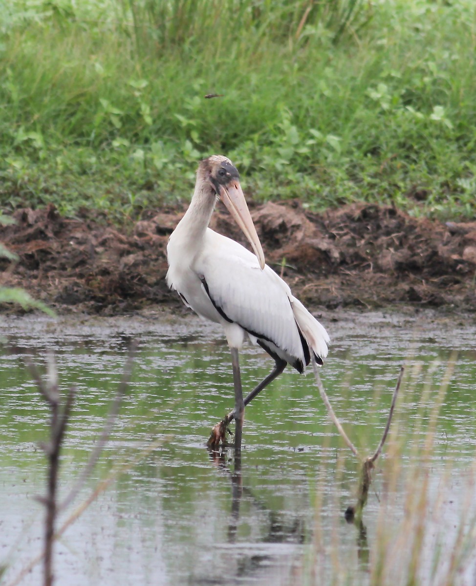 Wood Stork - ML62413951