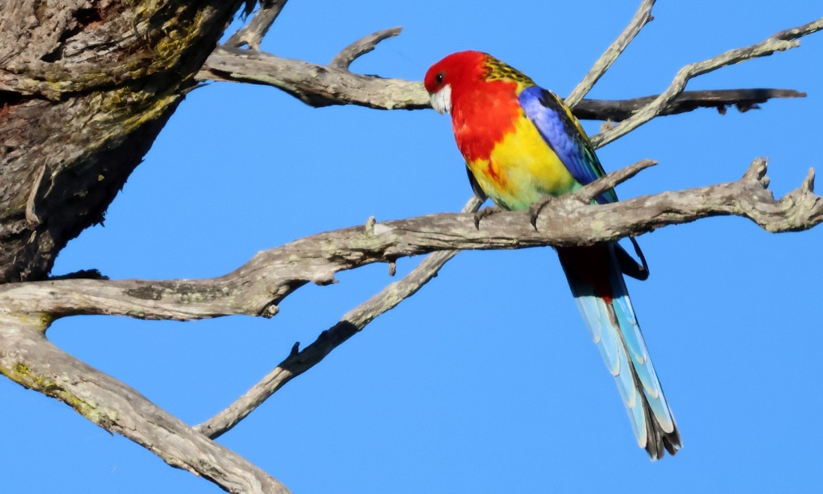 Perico Multicolor - ML624139511