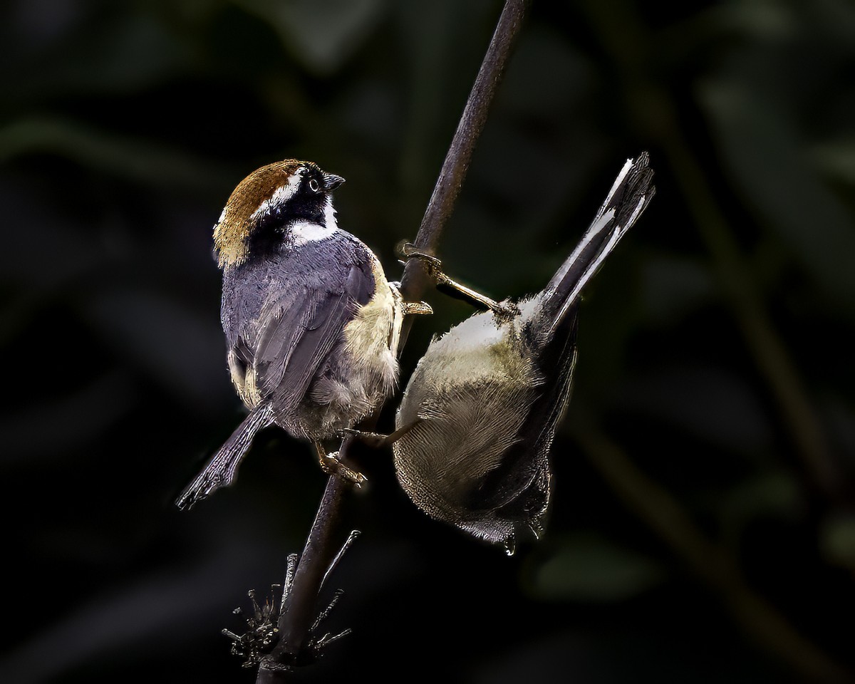 Black-throated Tit - ML624139518